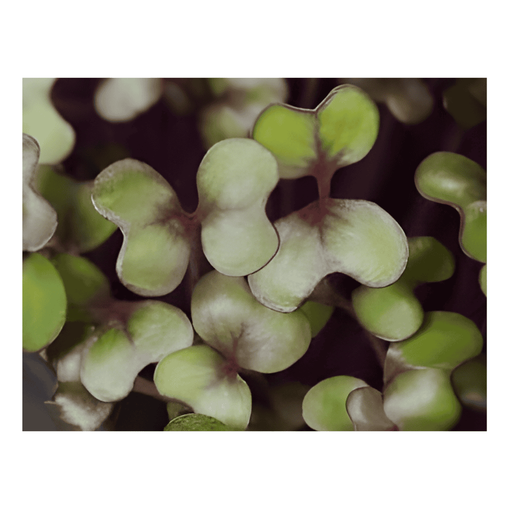 Buckwheat Lettuce