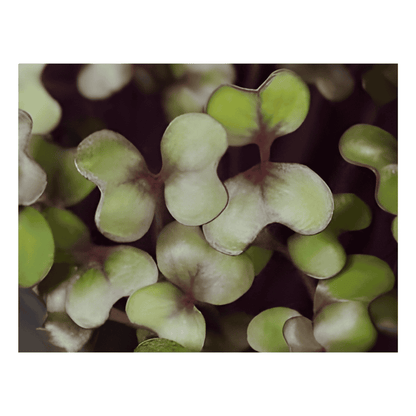 Buckwheat Lettuce